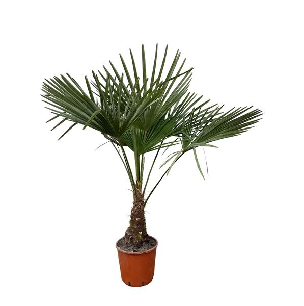 Trachycarpus - 130cm- Ø21  BotanicBridge