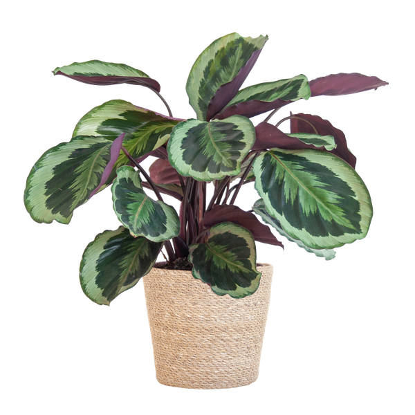 Calathea Medaillon met Sofia mand naturel - 65cm - Ø19  BotanicBridge