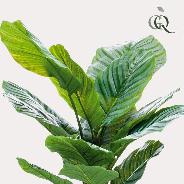 Kunstplant - Calathea Orbifolia - Schaduwplant - 60 cm  BotanicBridge