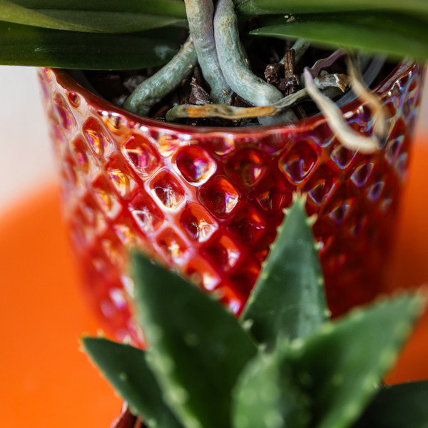 Kolibri Home | Diamond pearl sierpot - Red - Ø9cm  BotanicBridge