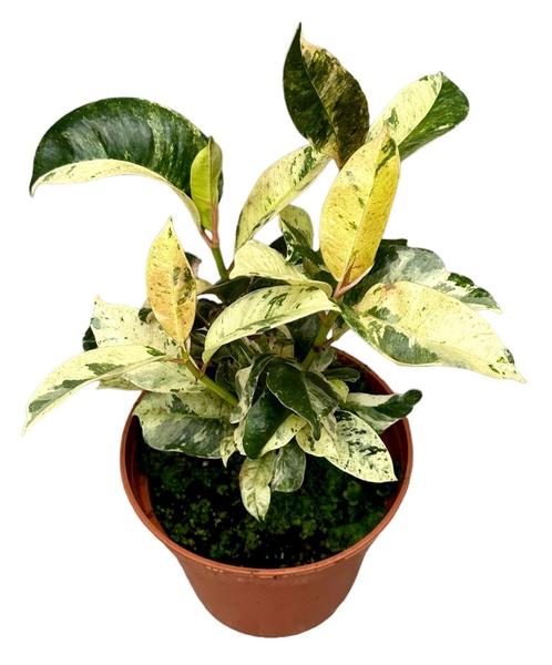 Ficus Moonshine Shivereana - Ø14cm - ↕30cm  BotanicBridge