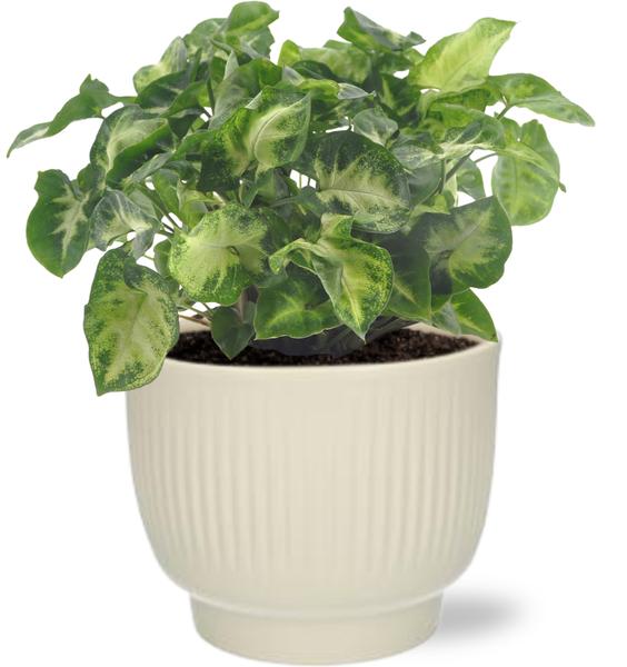 Syngonium Pixie - Ø12cm - ↕20cm + Potenza Rib Pot D13x11cm - Wit  BotanicBridge