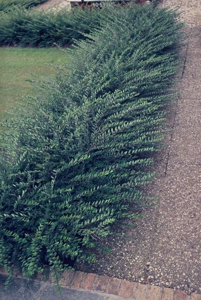 Lonicera pileata - ↕10-25cm - Ø9cm - 12x  BotanicBridge