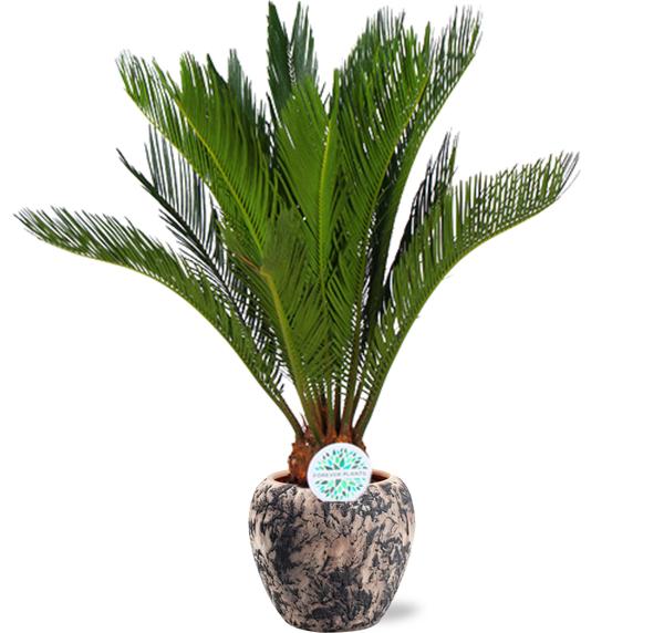 Cycas Revoluta - Ø17cm - ↕70cm + Doug Pot D18x16cm - Zwart Beige  BotanicBridge