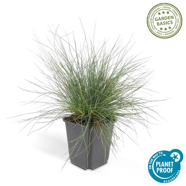 Festuca glauca 'Elijah Bleu' - ↕10-25cm - Ø9cm  - 20x  BotanicBridge