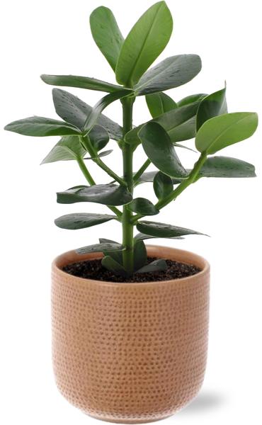 Clusia Rosea Princess - Ø12cm - ↕15cm + Aresso Pot D13x12,5cm - Bruin  BotanicBridge