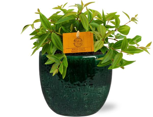 Peperomia Ang. Rocca Vivace - Ø11cm - ↕15cm + Jolin Pot D11x12cm - Groen  BotanicBridge