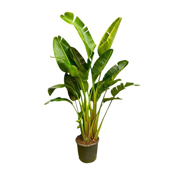 Strelitzia Augusta multi stam XXL - 250 cm - ø50  BotanicBridge