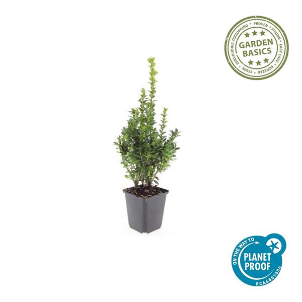 Buxus Sempervirens - ↕10-25cm - Ø9cm - 6x  BotanicBridge