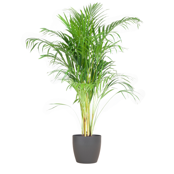 Areca Palm (Dypsis) mit Viber Grijs - 100cm - Ø21  BotanicBridge