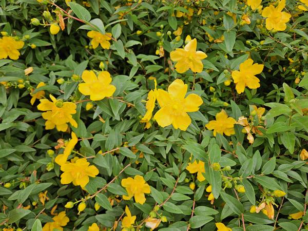 Hypericum dummeri 'Peter Dummer' - ↕10-25cm - Ø9cm - 6x  BotanicBridge