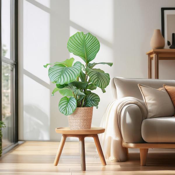 Calathea Orbifolia met Sofia mand naturel - 65cm - Ø21  BotanicBridge