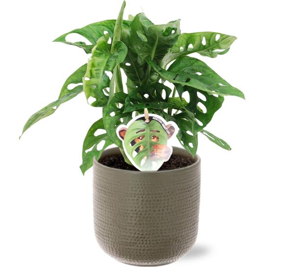 Monstera Monkey Leaf - Ø12cm - ↕30cm + Aresso Pot D13x12,5cm - Grijs Groen  BotanicBridge