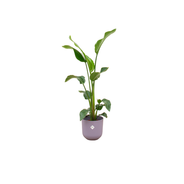 Combi deal - Strelitzia Nicolai inclusief elho Jazz Round lila Ø23 - 100 cm  BotanicBridge