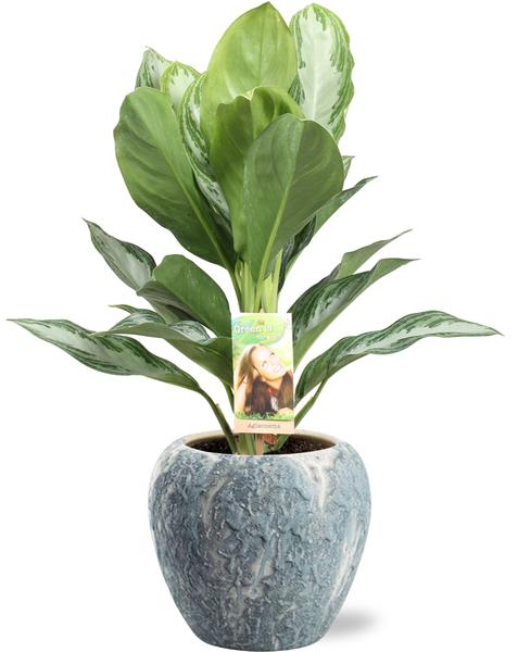 Aglaonema Silver Bay - Ø17cm - ↕55cm + Doug Pot D18x16cm - Grijs Wit  BotanicBridge