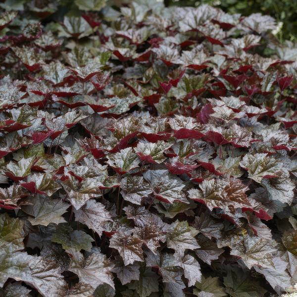 Heuchera mic. 'Palace Purple' - ↕10-25cm - Ø9cm - 12x  BotanicBridge