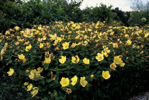 Hypericum dummeri 'Peter Dummer' - ↕10-25cm - Ø9cm - 12x  BotanicBridge