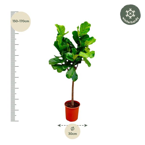 Ficus Lyrata boom - 160 cm - ø30  BotanicBridge