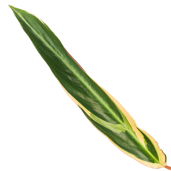 Calathea Triostar (Stromanthe) - 80 cm - Ø19cm  BotanicBridge