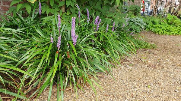 Liriope muscari 'Ingwersen' - ↕10-25cm - Ø9cm - 20x  BotanicBridge