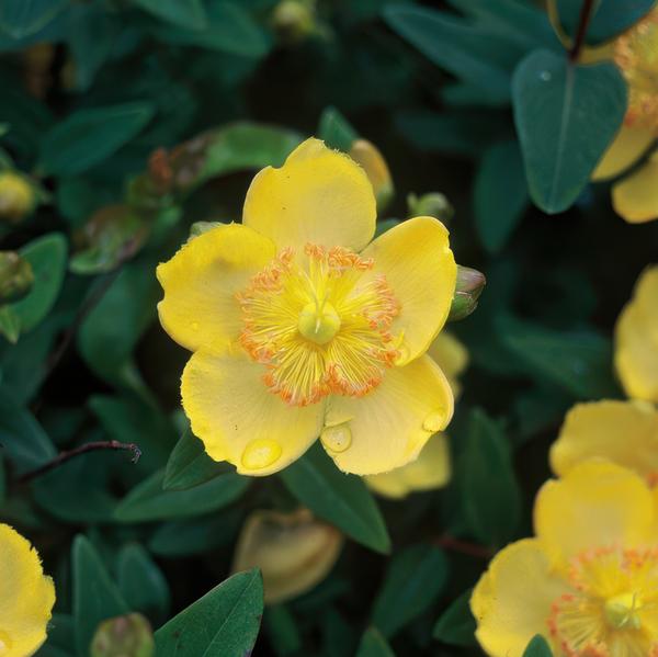 Hypericum calycinum - ↕10-25cm - Ø9cm  - 20x  BotanicBridge