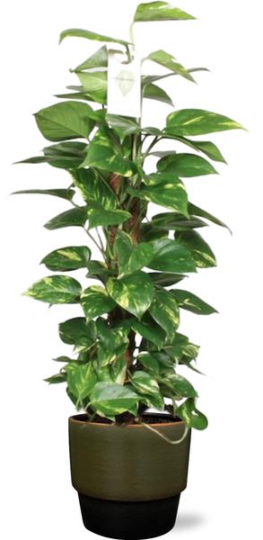 Epipremnum Aureum Mosstok - Ø19cm - ↕80cm + Erik Pot D20x18cm - Donker Groen  BotanicBridge