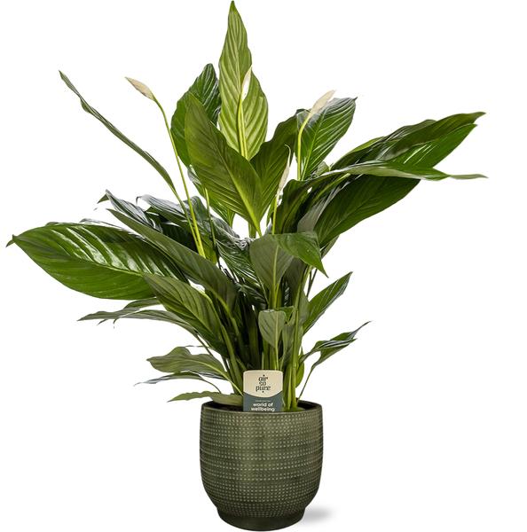 Spathiphyllum Bingo Cupido - Ø19cm - ↕80cm + Lykke Pot D21x20cm - Groen  BotanicBridge