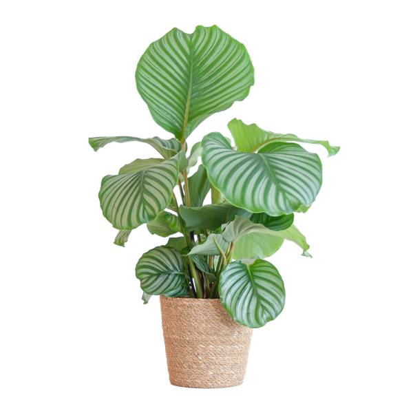 Calathea Orbifolia met Sofia mand naturel - 65cm - Ø21  BotanicBridge