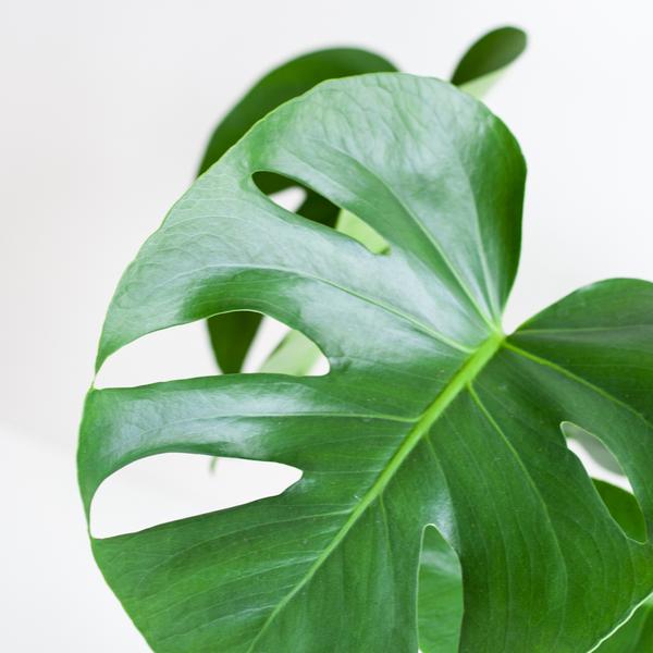 Monstera Deliciosa met Lissabon mand wit  - 50cm - Ø17  BotanicBridge