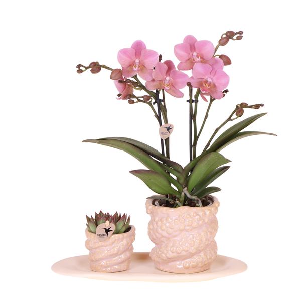 Kolibri Company | Gift set Octopus Pink small | Groene plant met oudroze Phalaenopsis orchidee in Octopus pink sierpotten op wit organisch dienblad  BotanicBridge