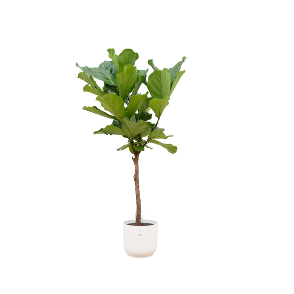 Ficus Lyrata stam inclusief elho Vibes Fold Round wit - 160 cm - Ø30  BotanicBridge