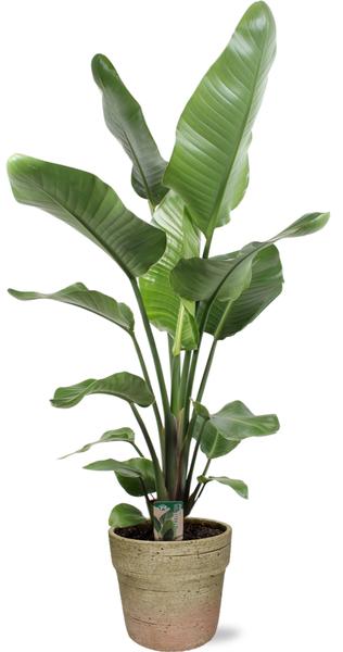 Strelitzia Nicolai - Ø21cm - ↕100cm + Invorno Pot D22,5x21cm - Naturel  BotanicBridge