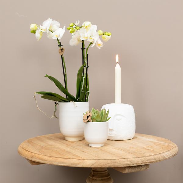 Kolibri Home | Glazed bloempot - Witte keramieken sierpot met glans - Ø9cm  BotanicBridge