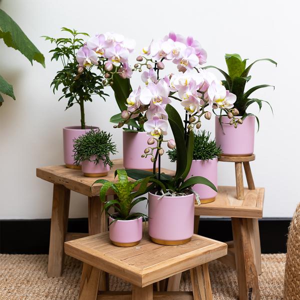 Kolibri Home | Gold foot pink bloempot - Roze keramieken sierpot met gouden rand - Ø9cm  BotanicBridge