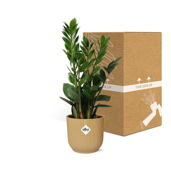 Zamioculcas – Hoogte 45-50 in ELHO Vibes Fold 14cm geel  BotanicBridge