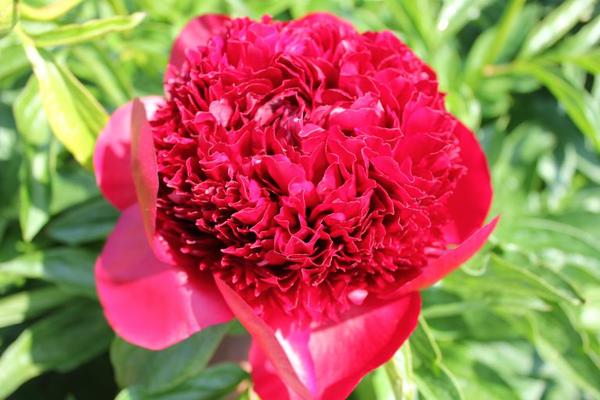 Paeonia 'Red Charme' - 10x  BotanicBridge