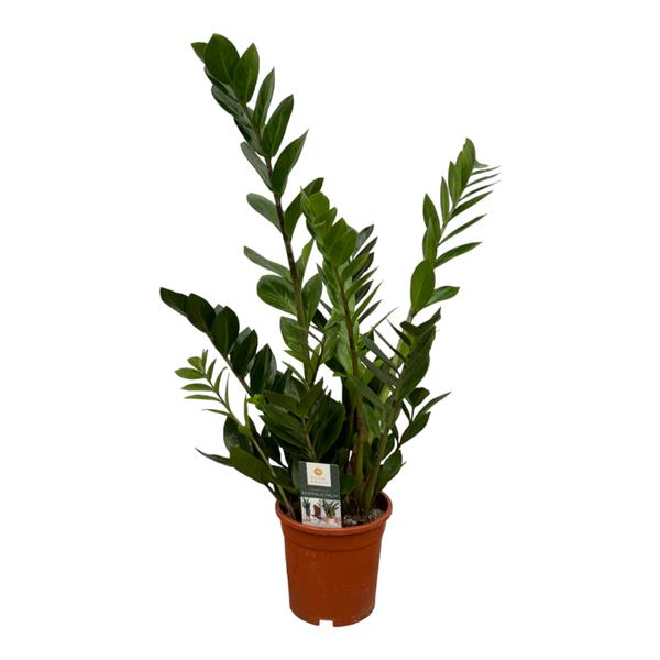 Zamioculcas - 75 cm - Ø17cm  BotanicBridge