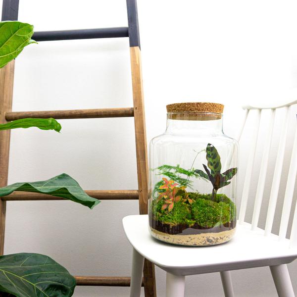 DIY terrarium - Milky - ↕ 30 cm - Normal  BotanicBridge