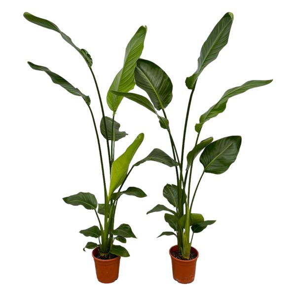 2x Strelitzia Nicolai - 130 cm - Ø17  BotanicBridge