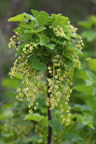 Ribes rubrum 'Jonkheer van Tets' - Aalbes - Ø13cm - ↕45cm  BotanicBridge