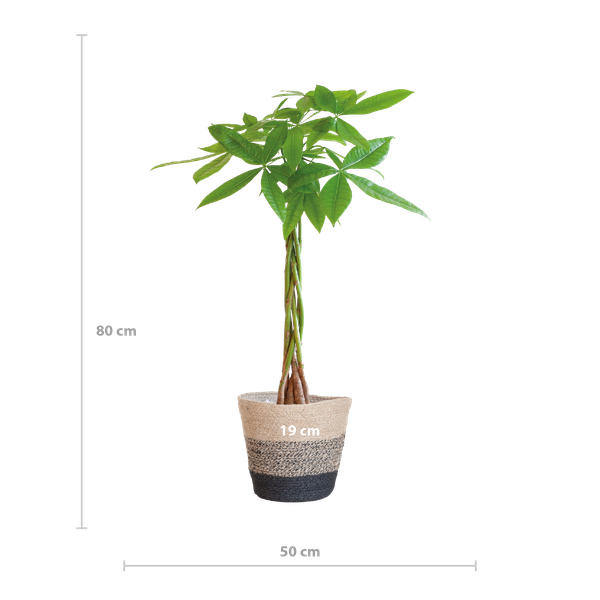 Pachira Aquatica met Mand Lissabon zwart - 80cm - Ø21  BotanicBridge