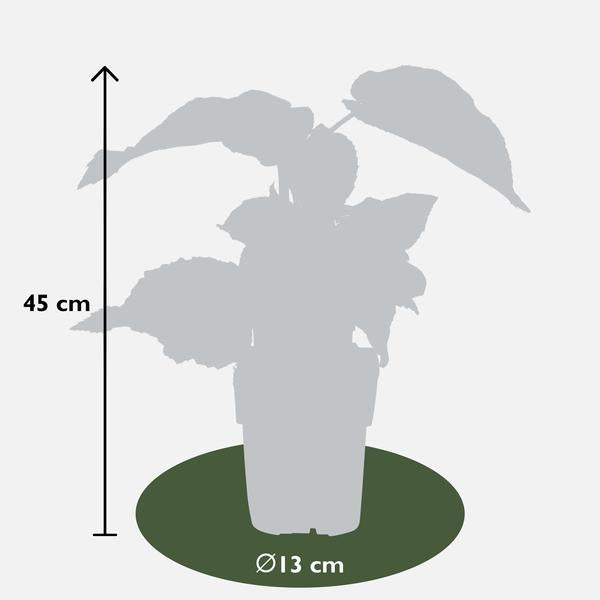 3x - Actinidia delciosioa 'Jenny' - ↨45cm - Ø13  BotanicBridge