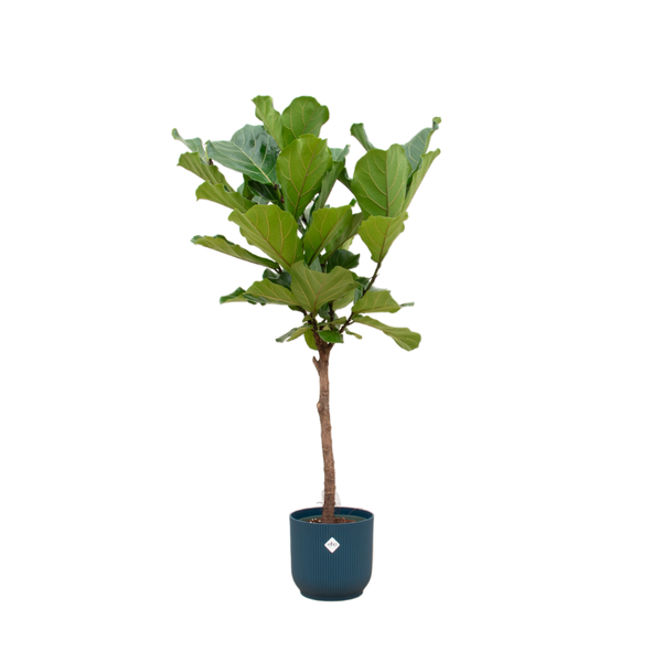 Combi deal - Ficus Lyrata op stam inclusief elho Vibes Fold Round blauw Ø30 - 170 cm  BotanicBridge