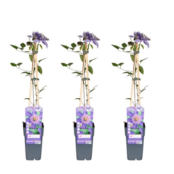 3x - Clematis Multi Blue - ↨65cm - Ø15  BotanicBridge