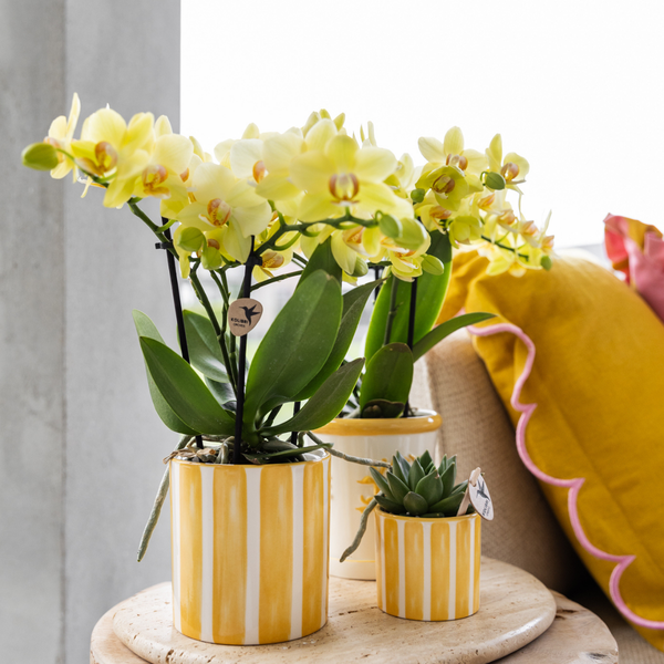 Kolibri Home | Painted stripe  - Yellow - Ø6cm  BotanicBridge