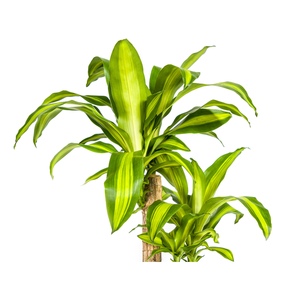 Dracaena Fragrans Massangeana Ø19cm - ↕80cm  BotanicBridge