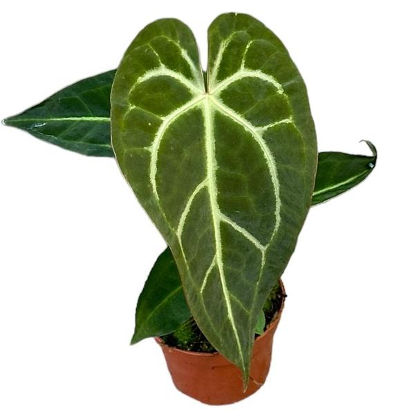 Anthurium Regale X Magnificum - Ø10,5cm - ↕15cm  BotanicBridge