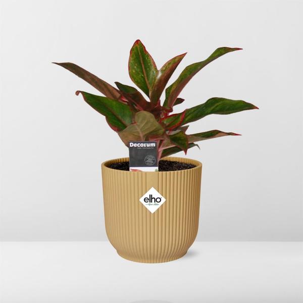 Aglaonema Crete in ELHO Vibes Fold 14cm geel  BotanicBridge