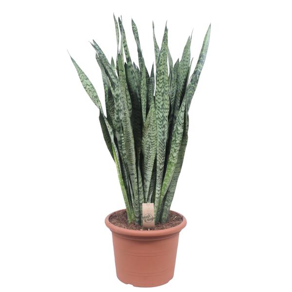 Sansevieria Zeylenica - 110 cm - ø35  BotanicBridge