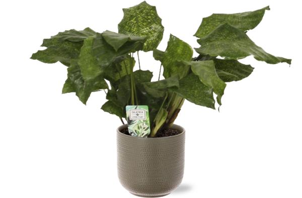 Calathea Network - Ø14cm - ↕30cm + Aresso Pot D15,5x14,5cm - Grijs Groen  BotanicBridge